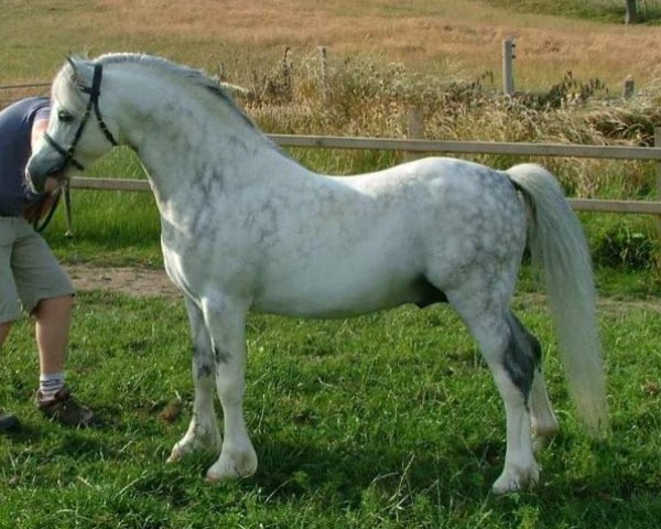 Pferd Harringworth Sodemall (Welsh Mountain Pony (Sek.A), 2002, von Pendock Legend)