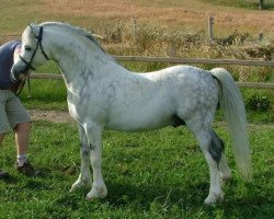 horse Harringworth Sodemall (Welsh mountain pony (SEK.A), 2002, from Pendock Legend)