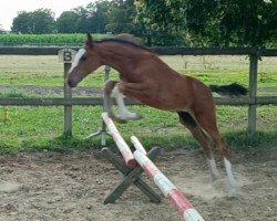 horse Escato CB (Oldenburger Springpferd, 2023, from Esmeraldo FM)