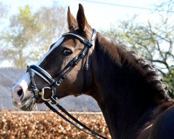 broodmare Belle Fleur JG (Oldenburg, 2013, from Callaho's Benicio)