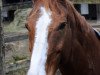 dressage horse Loki 103 (Hanoverian, 2012, from Londonderry)