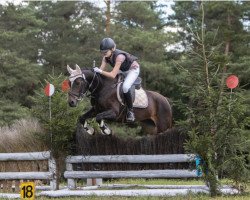 dressage horse Selfmade Millionaire (German Riding Pony, 2009, from Sunny Side Up)