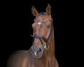 dressage horse Cioccolato (Westphalian, 2010, from Coronas 2)