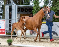 broodmare Delaila (Westphalian, 2009, from Dirty Dancer)