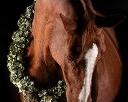 broodmare Felizitas (German Sport Horse, 2004, from Ferman)