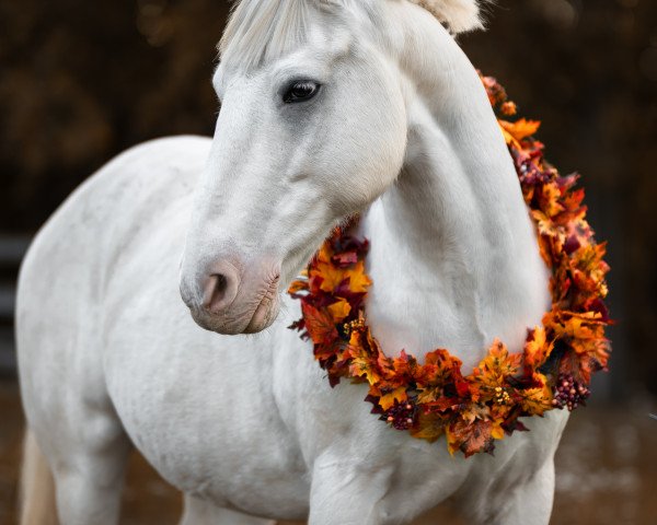 horse Tomos (Tinker-Mix / Pinto Tinker / Crossbreed, 2010)