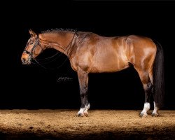 dressage horse Escolado (Rhinelander, 2017, from Escolar)