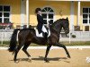 dressage horse Rock Revival 3 (Westphalian, 2013, from Rock For You 2)