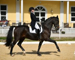 dressage horse Rock Revival 3 (Westphalian, 2013, from Rock For You 2)