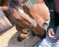 jumper Cadarca Monday Z (Zangersheide riding horse, 2020, from Cabrio van de Heffinck)