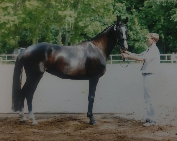 broodmare Salina (German Sport Horse, 2009, from San Muscadet)