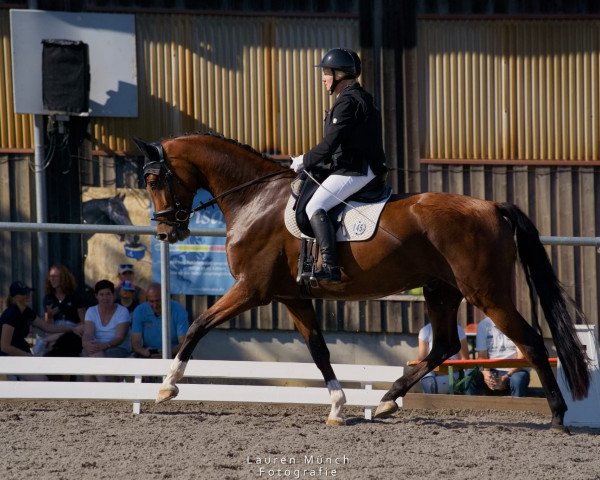 dressage horse Goldtalis (Hanoverian, 2019, from Goldberg 15)