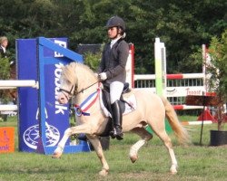 Deckhengst Zomerdijk's Willie Wortel (Welsh Mountain Pony (Sek.A),  , von Rowfant Saul)