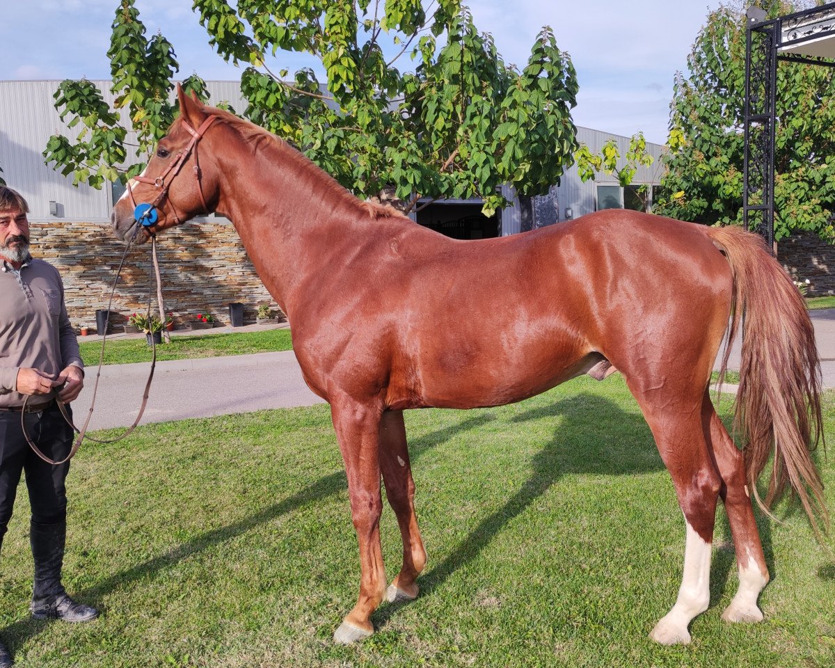 Springpferd Tic Tac B Z (Zangersheide Reitpferd, 2019, von Tangelo van de Zuuthoeve)