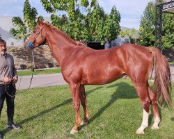 jumper Tic Tac B Z (Zangersheide riding horse, 2019, from Tangelo van de Zuuthoeve)