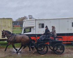 Springpferd Quietschie (Holsteiner, 2017, von Caracho 18)