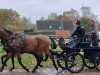 broodmare Baldwina (Holsteiner, 2009, from Casiro II)