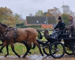 Dressurpferd Baldwina (Holsteiner, 2009, von Casiro II)