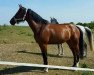 dressage horse Curli Sue (Hanoverian, 2005, from Chequille 2)