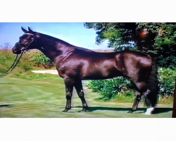 stallion Fürst Heinrich (Westphalian, 1998, from Florestan I)