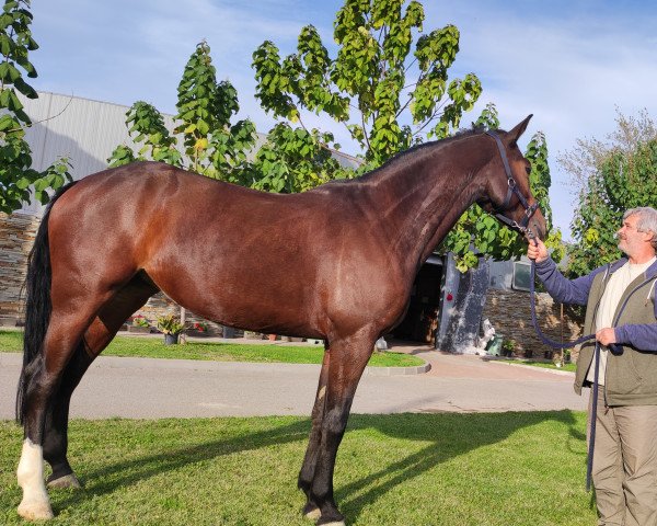 jumper ARENA OF ESCUS Z (Zangersheide riding horse, 2019, from Arko III)