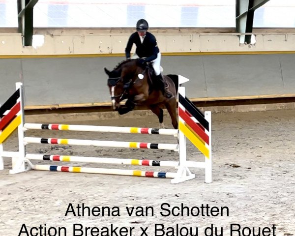 Springpferd Athena van Schotten (Westfale, 2019, von Action-Breaker)