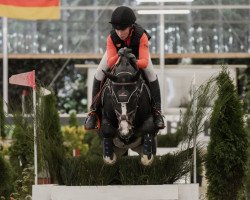 Springpferd Laloubet (Deutsches Reitpony, 2009, von Laudatio)