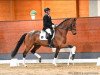 dressage horse Fabiano Vitz (Hanoverian, 2017, from Franklin)