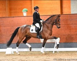 dressage horse Fabiano Vitz (Hanoverian, 2017, from Franklin)