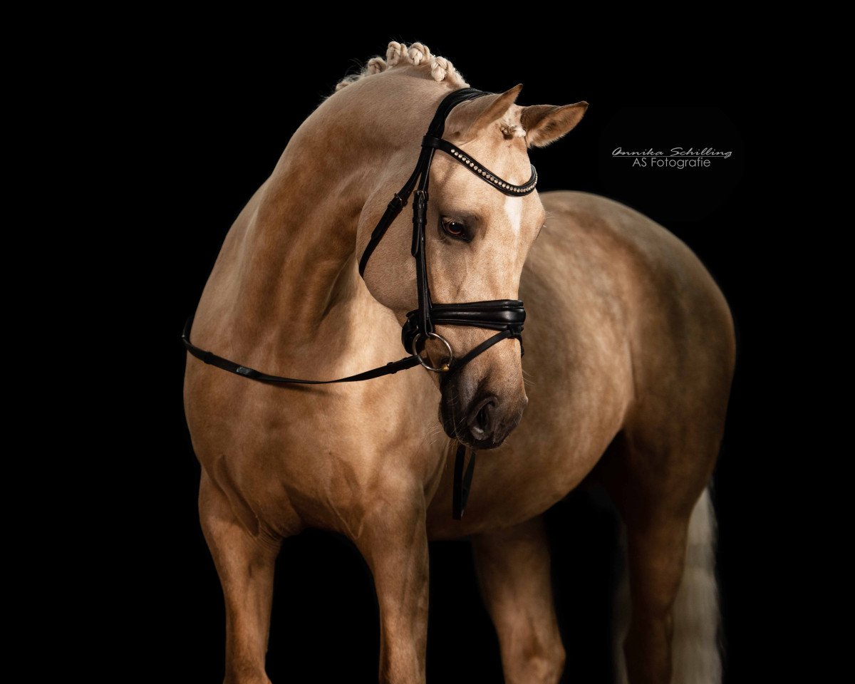 dressage horse Gina Star 2 (German Riding Pony, 2013, from Dance Star AT NRW)