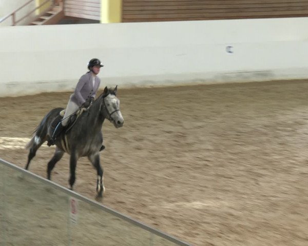 Springturnier Stadl-Paura 2023
