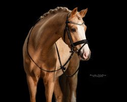 dressage horse Mr. Smart (German Riding Pony, 2019, from FS Mr. Right)