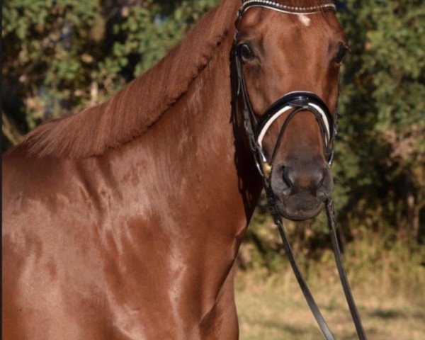 dressage horse Day Drinking Queen (KWPN (Royal Dutch Sporthorse), 2018, from Glock's Dream Boy)