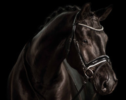 dressage horse Mangoldt (Oldenburg, 2019, from E.H. Millennium)