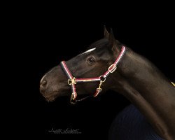 dressage horse Simply the Best 38 (German Sport Horse, 2015, from Sezuan)