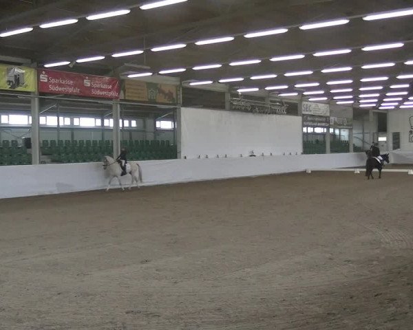 Reitturnier Zweibrücken-Landgestüt / Halle 2023