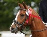 dressage horse Newlands Dandiego (German Riding Pony, 2010, from Dip Beat)