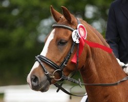 Dressurpferd Newlands Dandiego (Deutsches Reitpony, 2010, von Dip Beat)