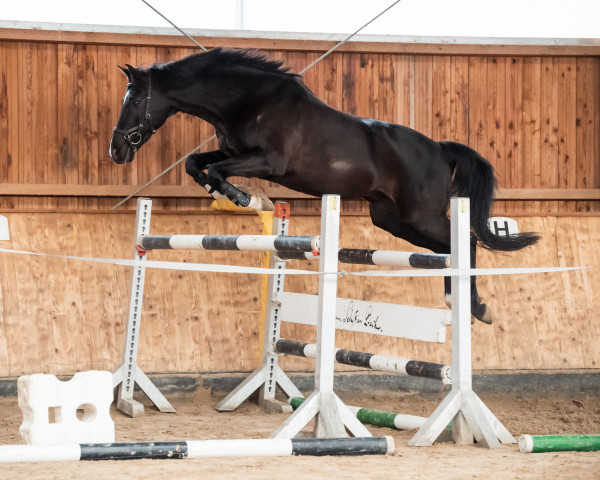 Pferd Richard 76 (Deutsches Sportpferd, 2007, von Rudelsburg)