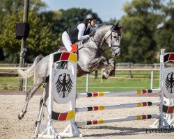 Springpferd Chimmi Blue (KWPN (Niederländisches Warmblut), 2019, von Cicero Z van Paemel)