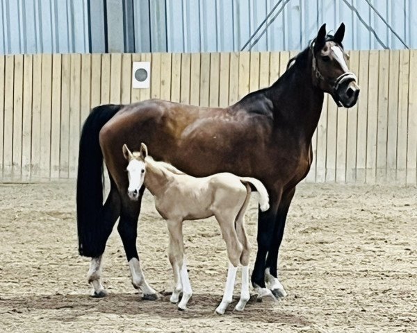 broodmare Unique (Hanoverian, 2010, from Uccello)