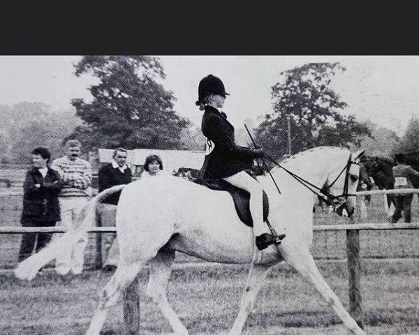 Pferd Piran Fair Dandy (British Riding Pony, 1980, von Bwlch Zephyr)