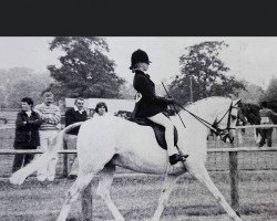 horse Piran Fair Dandy (British Riding Pony, 1980, from Bwlch Zephyr)