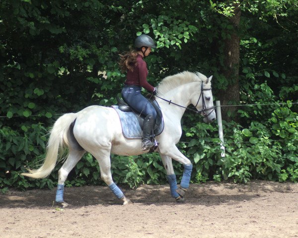 jumper Holsteins Jazz Dance (German Riding Pony, 2015, from Comme Ci Comme Ca 6)