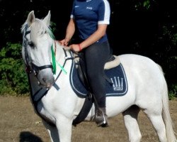 dressage horse Balou 635 (German Riding Pony, 2003, from Bennos Dream)