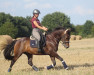 dressage horse Holsteins Cavalier (German Riding Pony, 2013, from Comme Ci Comme Ca 6)