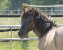 horse Juli Kalani von Croy (Duelmener, 2021)