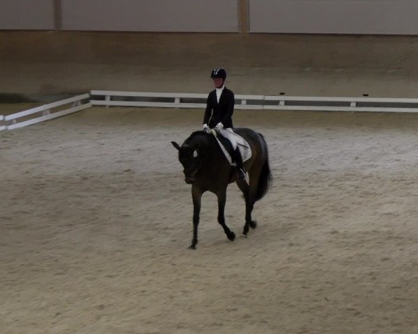 Reitturnier Schaffhausen 2023