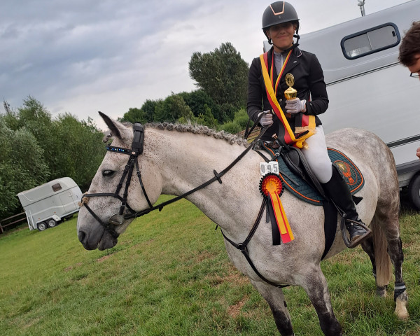 dressage horse Bacardi Flavour (Connemara Pony, 2011)