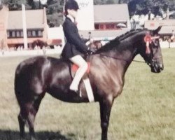 Pferd Chinook Taffeta (British Riding Pony, 1982, von Chinook Wayfarer)